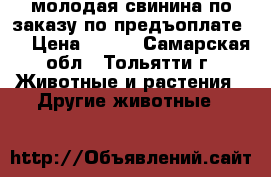 молодая свинина по заказу по предъоплате.. › Цена ­ 230 - Самарская обл., Тольятти г. Животные и растения » Другие животные   
